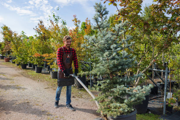 Lawn Watering Services in Roswell, NM