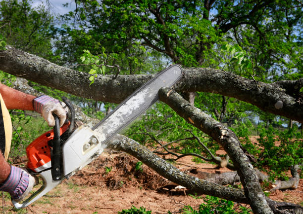  Roswell, NM Tree Services Pros